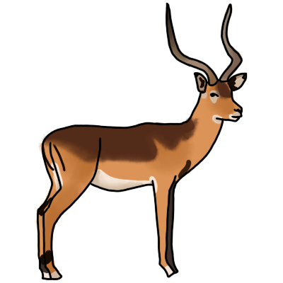 A side view of an impala with long horns facing the left.